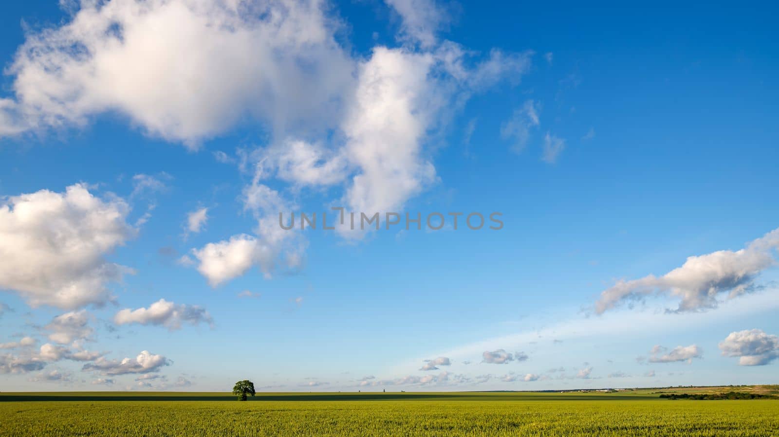 The amazing wide scene with an alone tree in a field