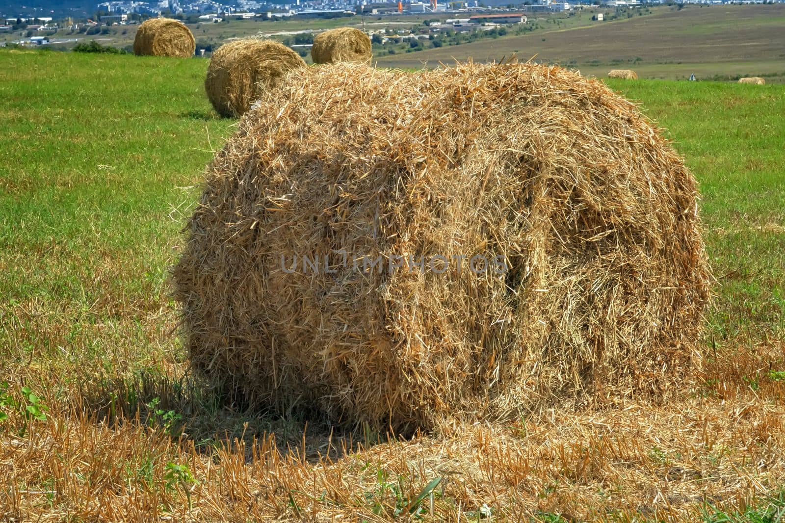 Big bales of hay on the field after harvest