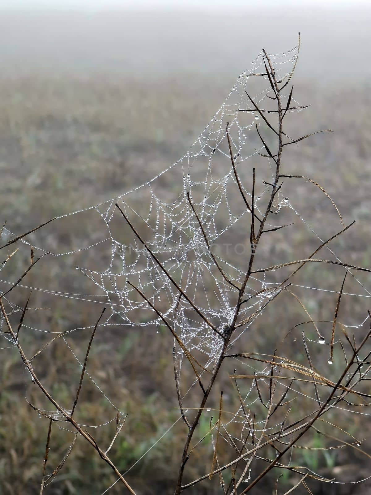 Beauty cobweb with raindrops on a plant in the field. Weather with fog by EdVal