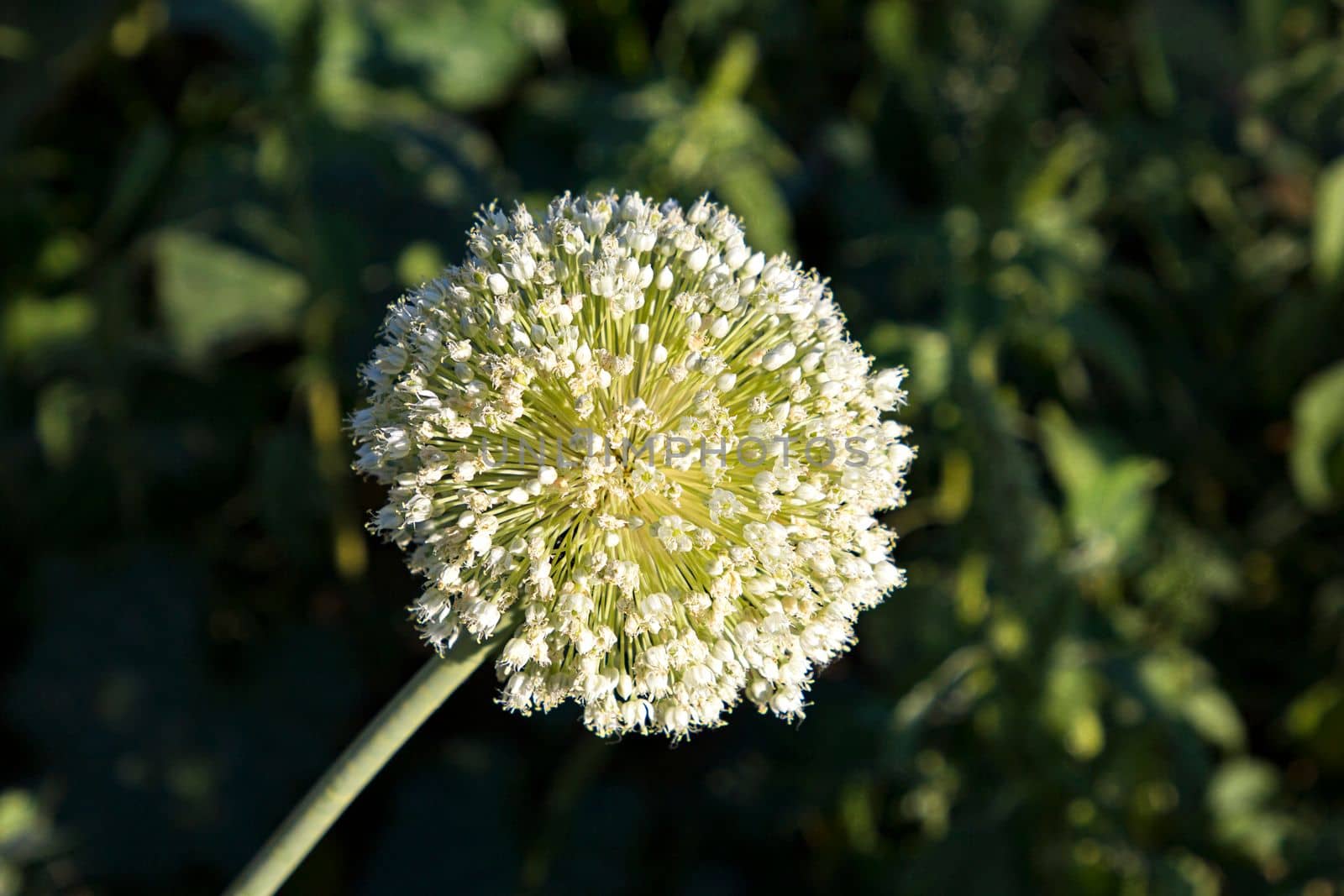 Blooming buds of onion seeds, close-up, close-up, growing onion seeds