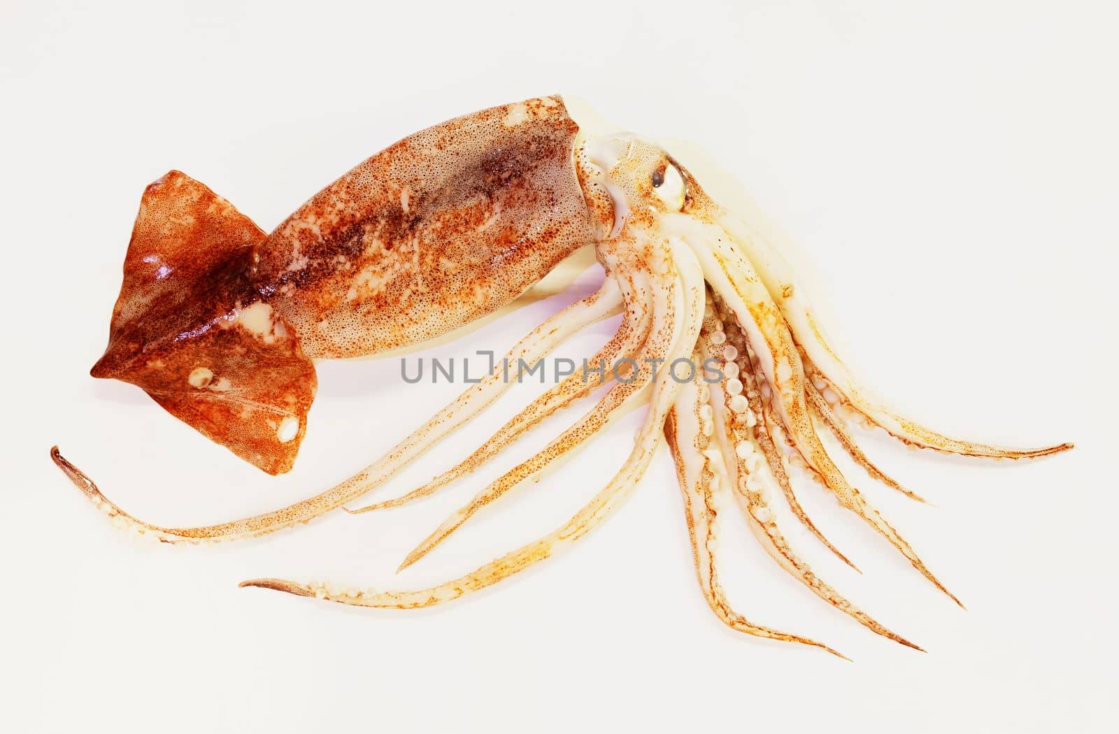 Fresh uncooked  flying squid  fish on white background