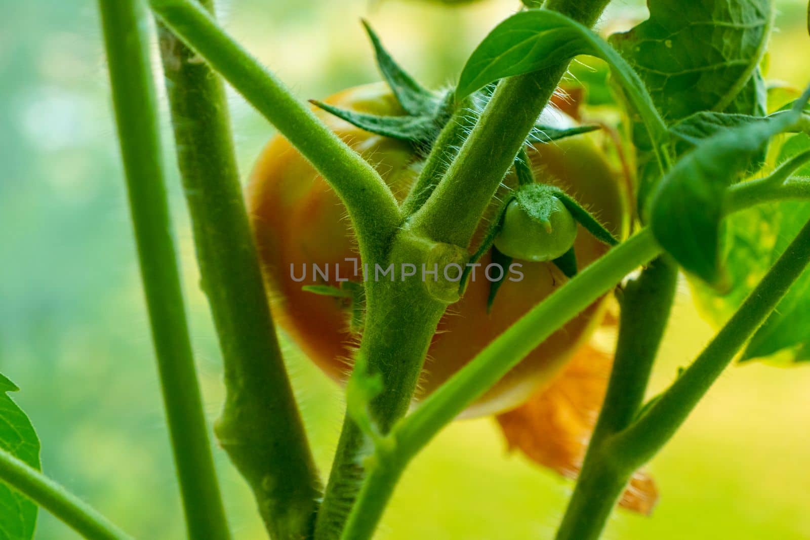 Growing branch of red tomato on vegetable garden. Tomatoes on the branches in natural conditions. High quality photo