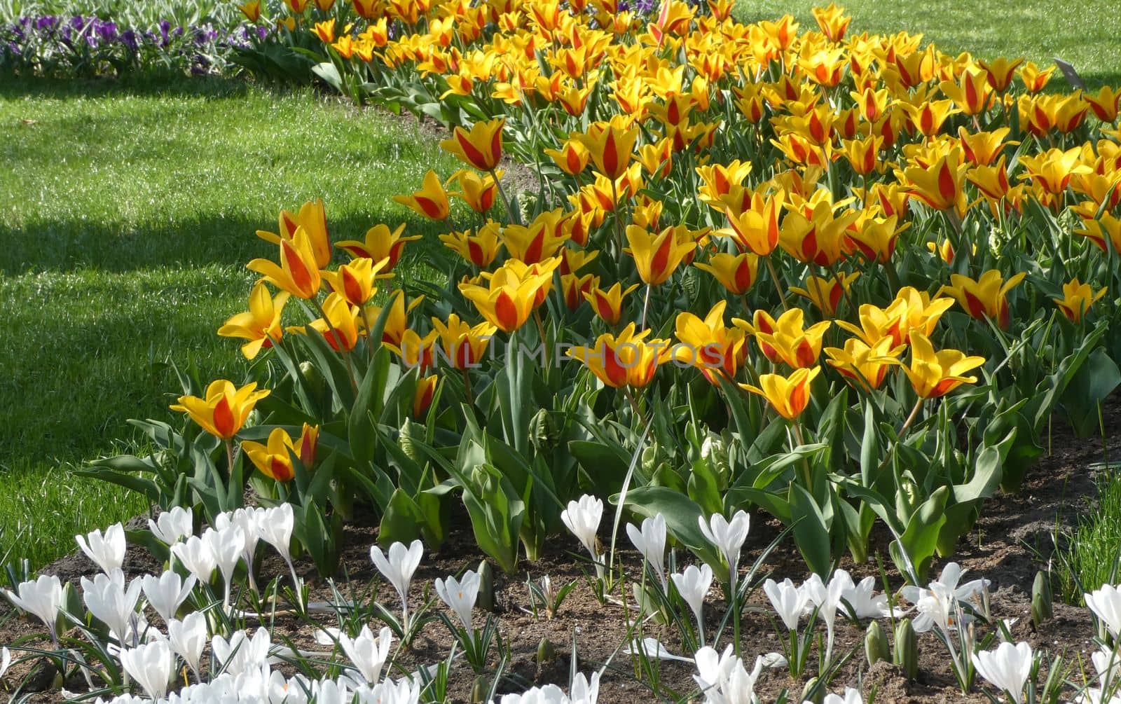 Lovely small yellow-red greigii tulips combined with white crocuses planted between grass. Location: Keukenhof, Netherlands
