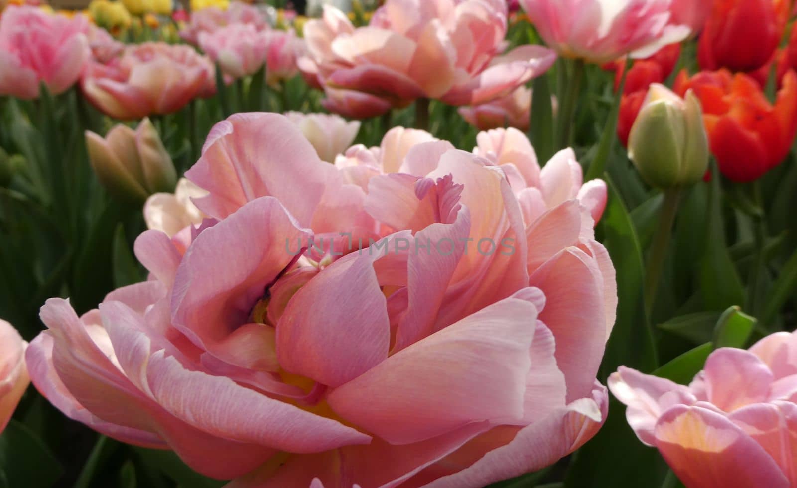 Close-up of a lovely pink peony tulip. Location: Keukenhof, Netherlands