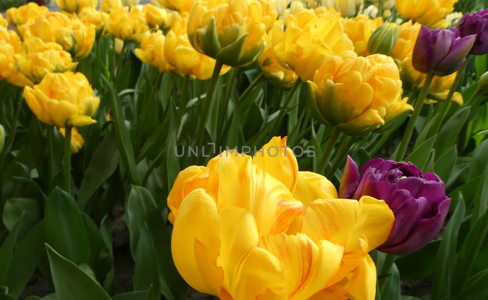 Yellow peony tulip close-up. In the background purple and yellow tulips. Location: Keukenhof, Netherlands