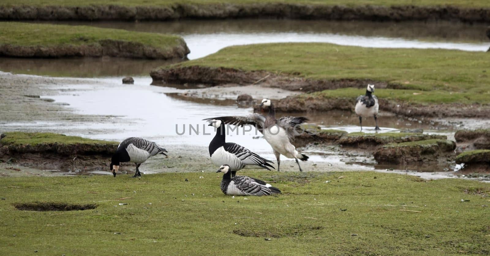 Just outside the dyke enjoys a group of barnacle geese the brackish water of the Dollard in East Frisia (Germany)
