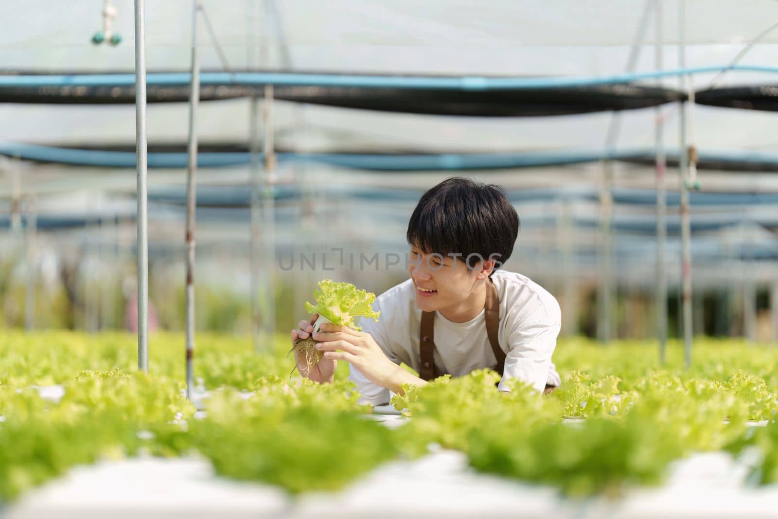 Portrait of farm owner smiling. Asian male business working at organic farm and quality control. by itchaznong