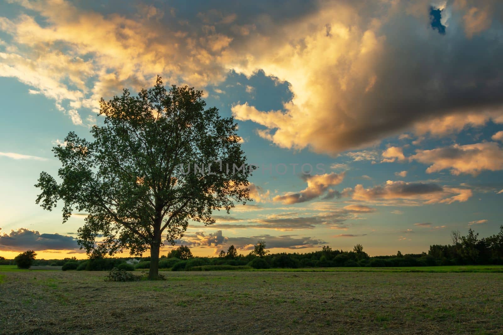 A large oak tree growing in a meadow and evening clouds highlighted by the sun, Nowiny, Lubelskie, Poland