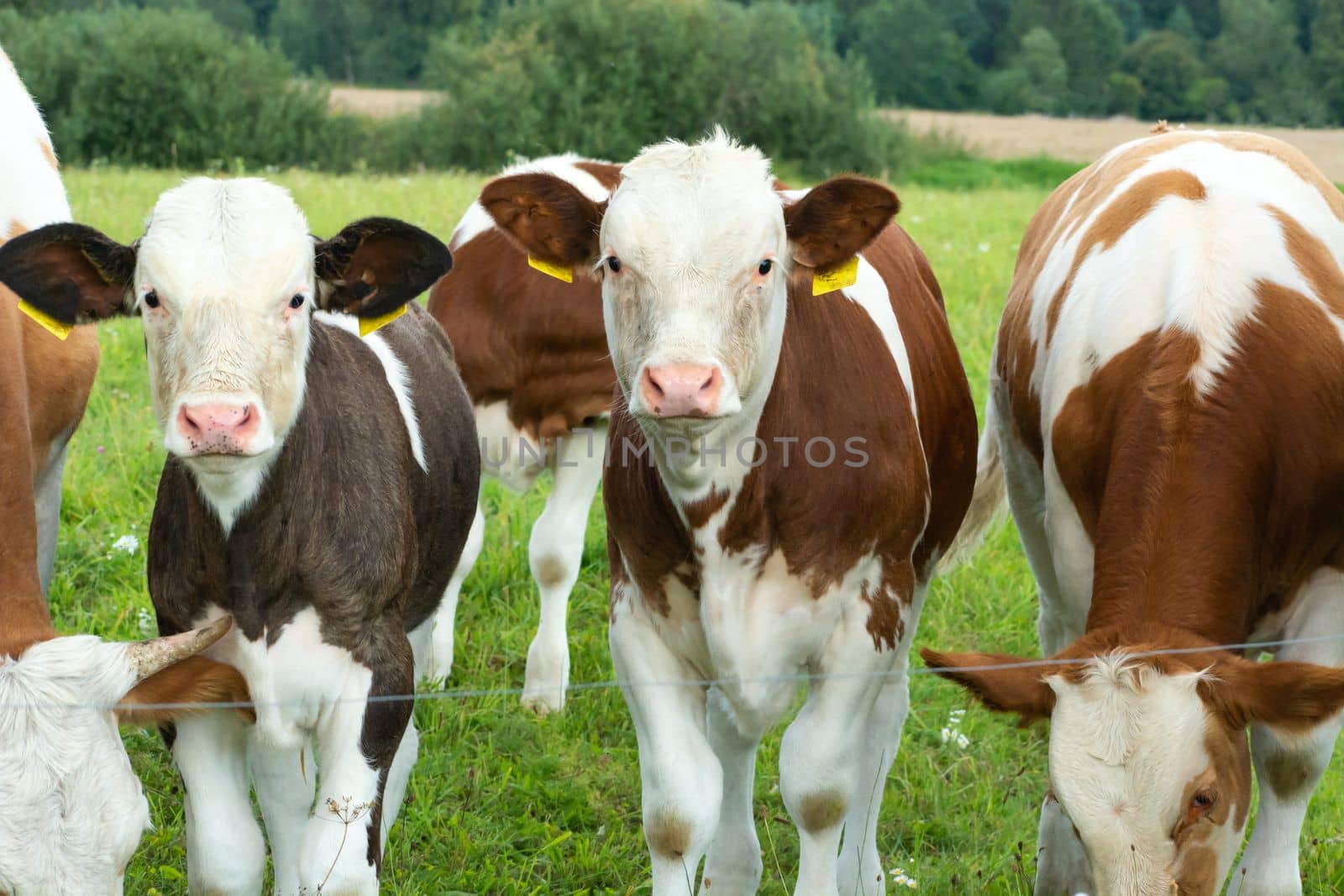 Two cow calves in a herd in the meadow, summer day
