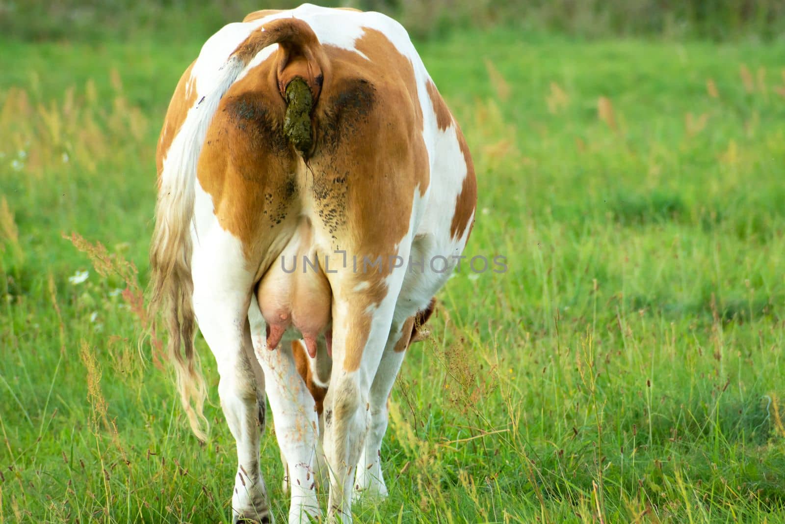 A brown and white cow pooping in a meadow by darekb22