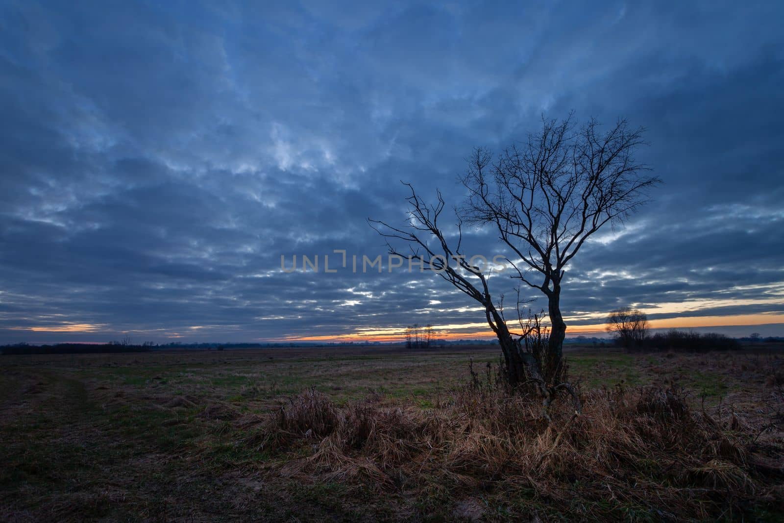 A leafless tree in a meadow and evening clouds after sunset by darekb22