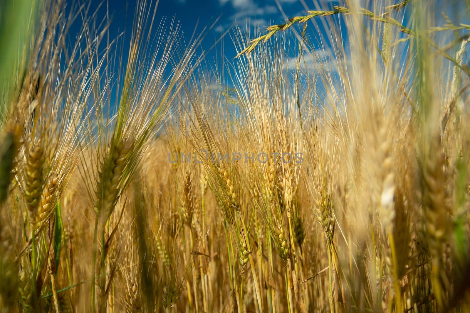 The view among the golden ears of grain and the blue sky, summer sunny day