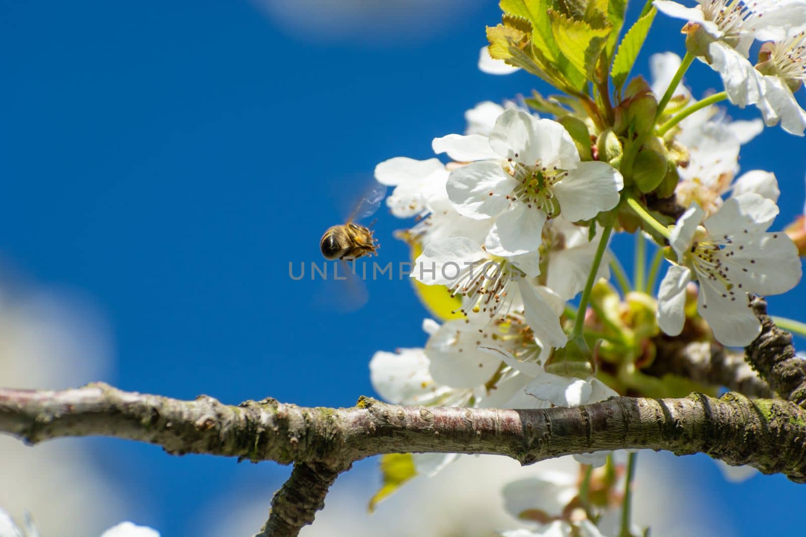 Bee flying to cherry blossoms, view on a sunny day by darekb22