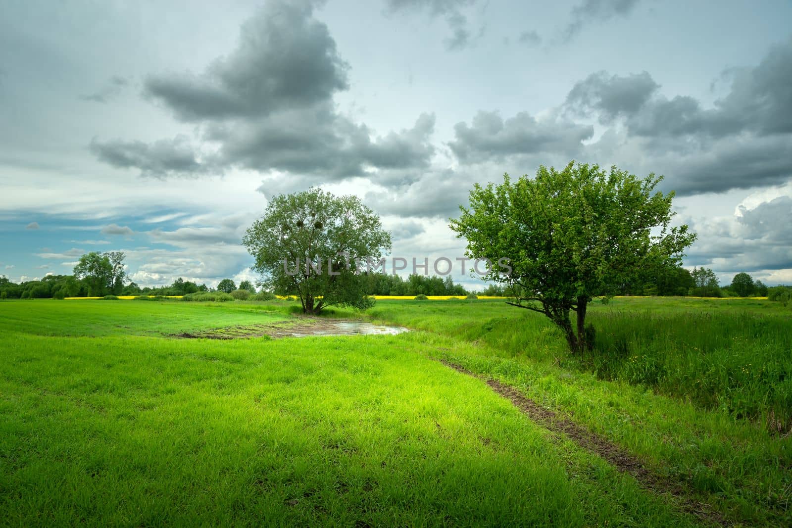 Trees growing on a green field and cloudy sky, Zarzecze, Poland