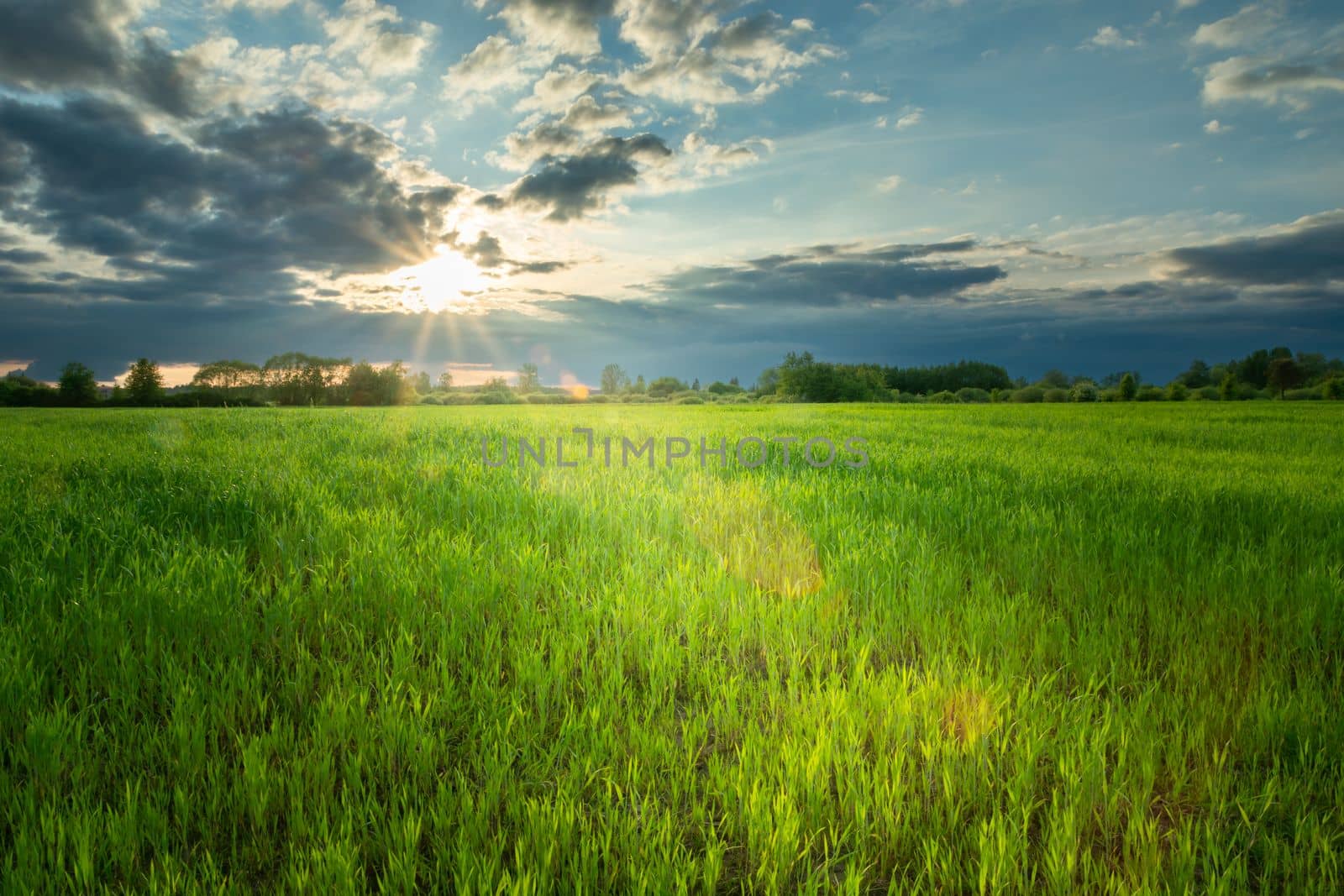 Sunset glow and cloudy sky over green grain field by darekb22