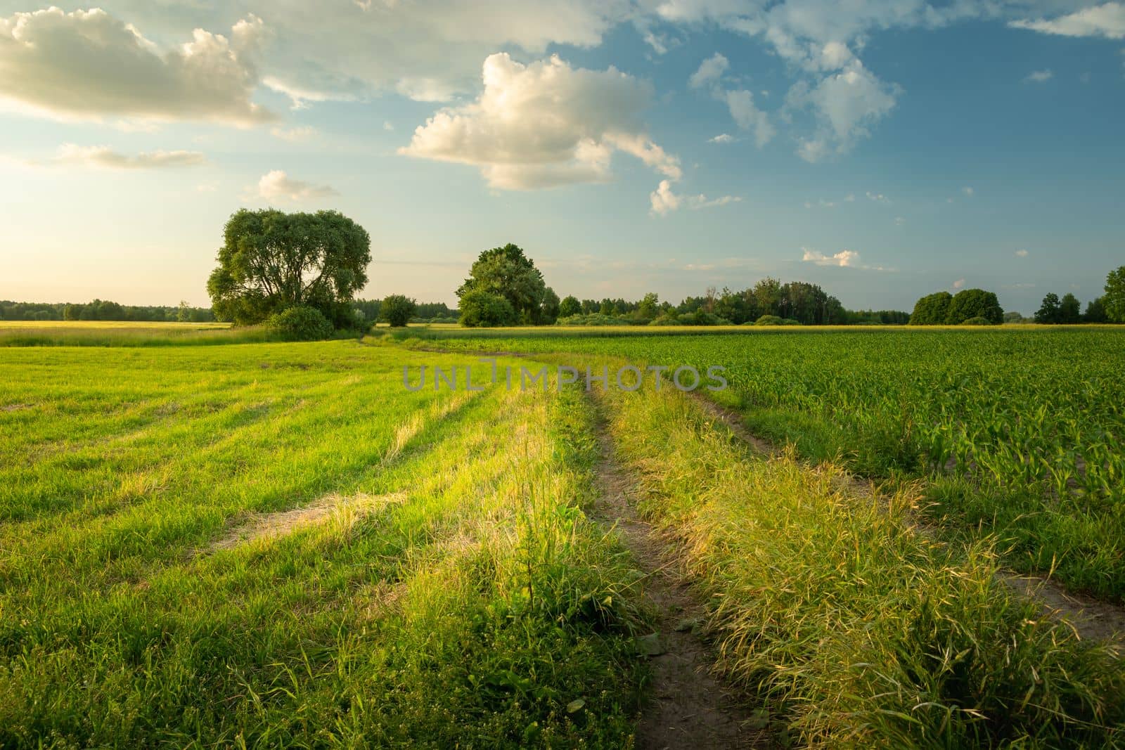 Rural road through green fields on a summer evening, Nowiny, eastern Poland