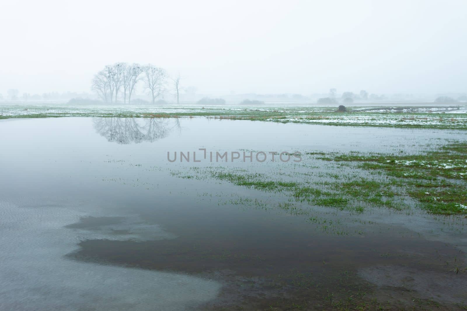 Flooded meadow, trees and fog on the horizon, Czulczyce, Poland