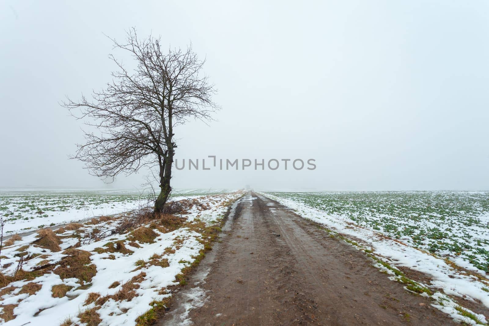Tree by the dirt road, foggy winter day by darekb22