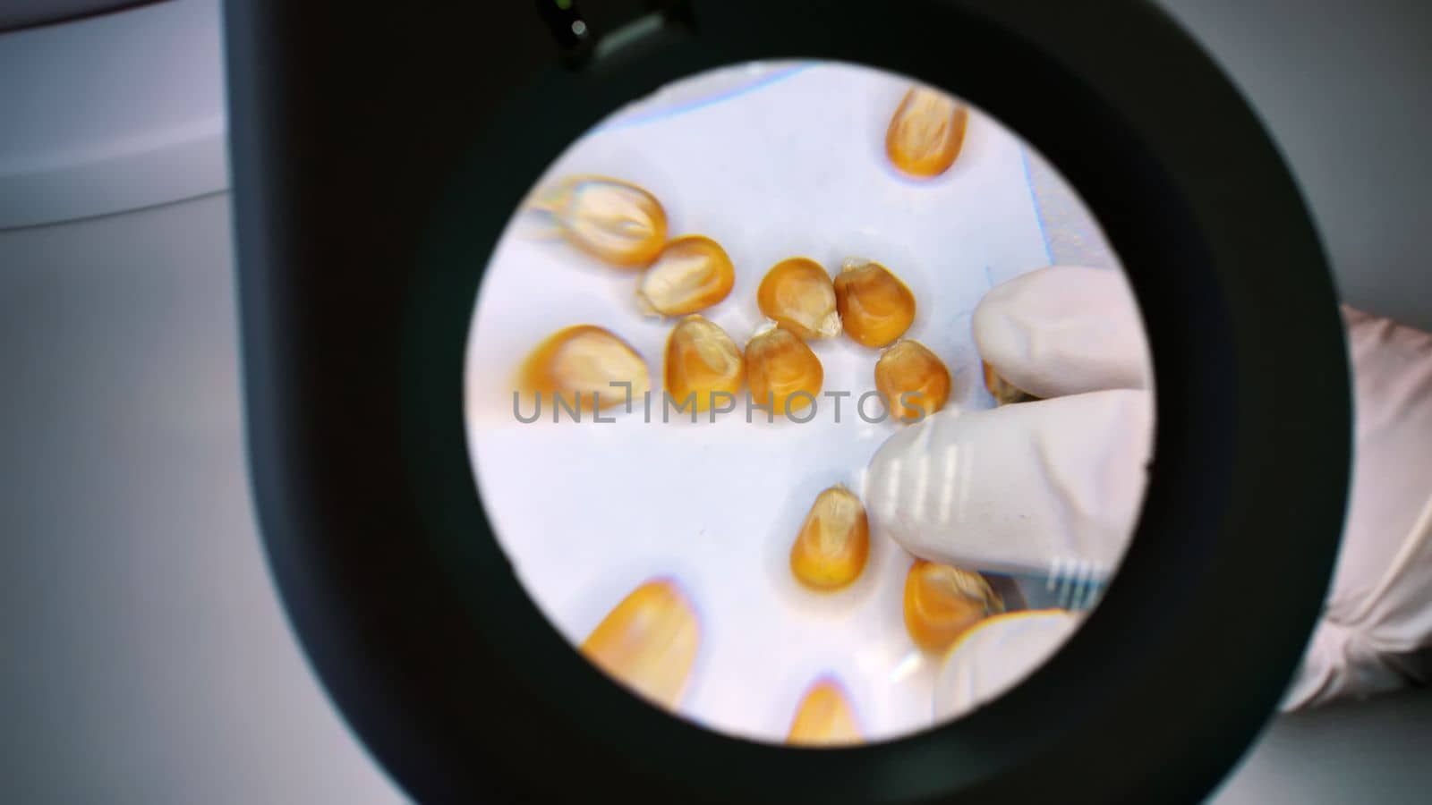 close-up, a lab technician examines corn grains under a magnifying glass. Laboratory for analysis and diagnosis of grain from the field. the cultivation of corn. High quality photo