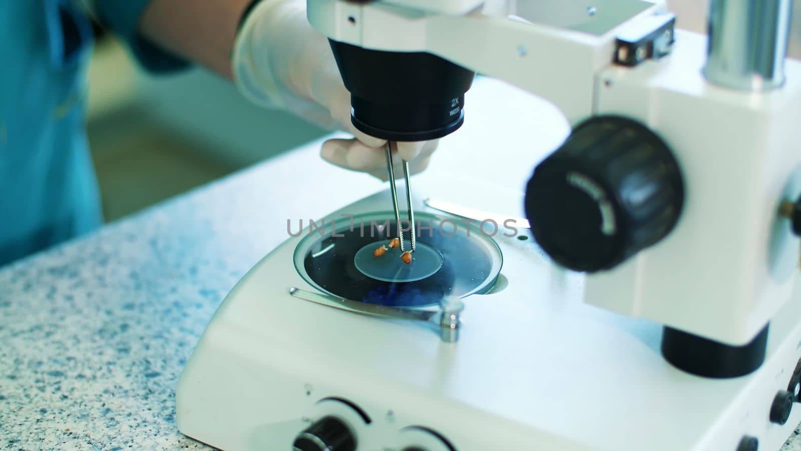 close-up, Microscope with corn seeds. lab worker, in gloves, examines sprouted, rooted corn seeds, with microscope. Science laboratory research, biotechnology, GMO concept. High quality photo