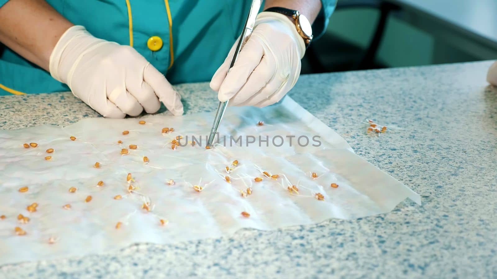 close up, gloved hands of lab worker studying, examine sprouted, rooted corn seeds, in laboratory. Science laboratory research, biotechnology, GMO concept. germination of seeds. High quality photo