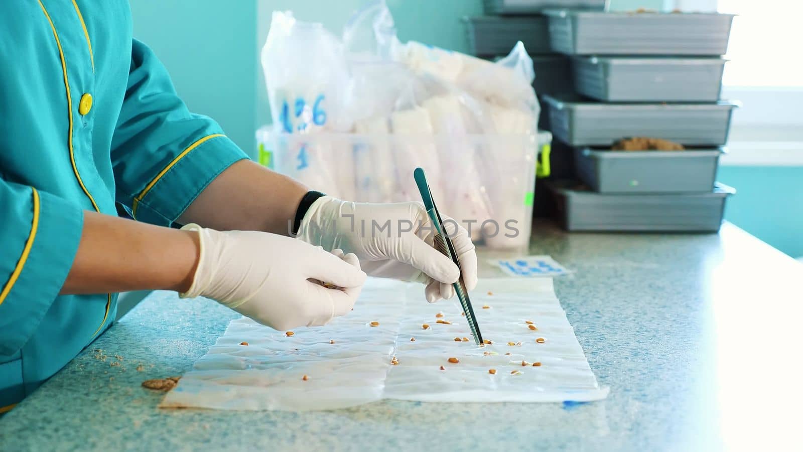 close up, gloved hands of lab worker studying, examine sprouted, rooted corn seeds, in laboratory. Science laboratory research, biotechnology, GMO concept. germination of seeds. High quality photo