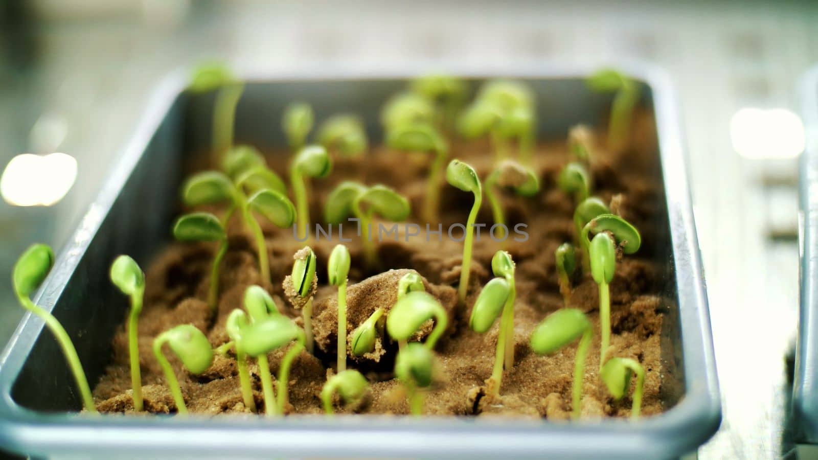 Close-up, young green sprouts in soil, ground. growing sprouts, germinating seeds of various grains, breeding crops, in small boxes, in a special chamber, in the laboratory. High quality photo