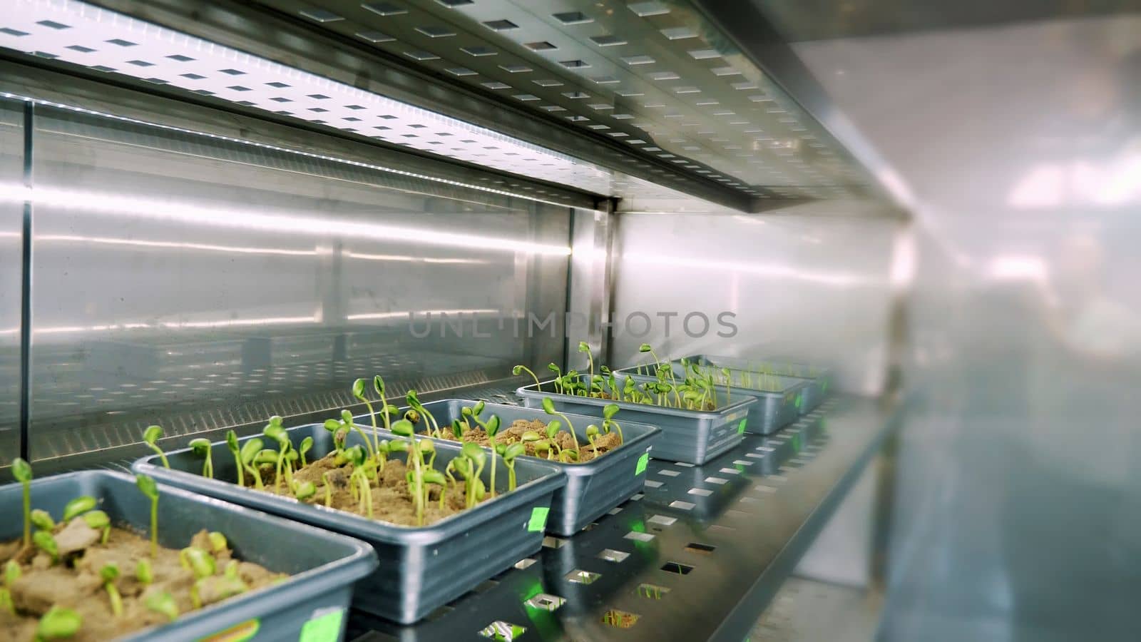 growing of young green sprouts in soil, in small boxes, on shelves of a special chamber, in modern smart laboratory. growing germinating seeds of various grains, breeding crops,. High quality photo