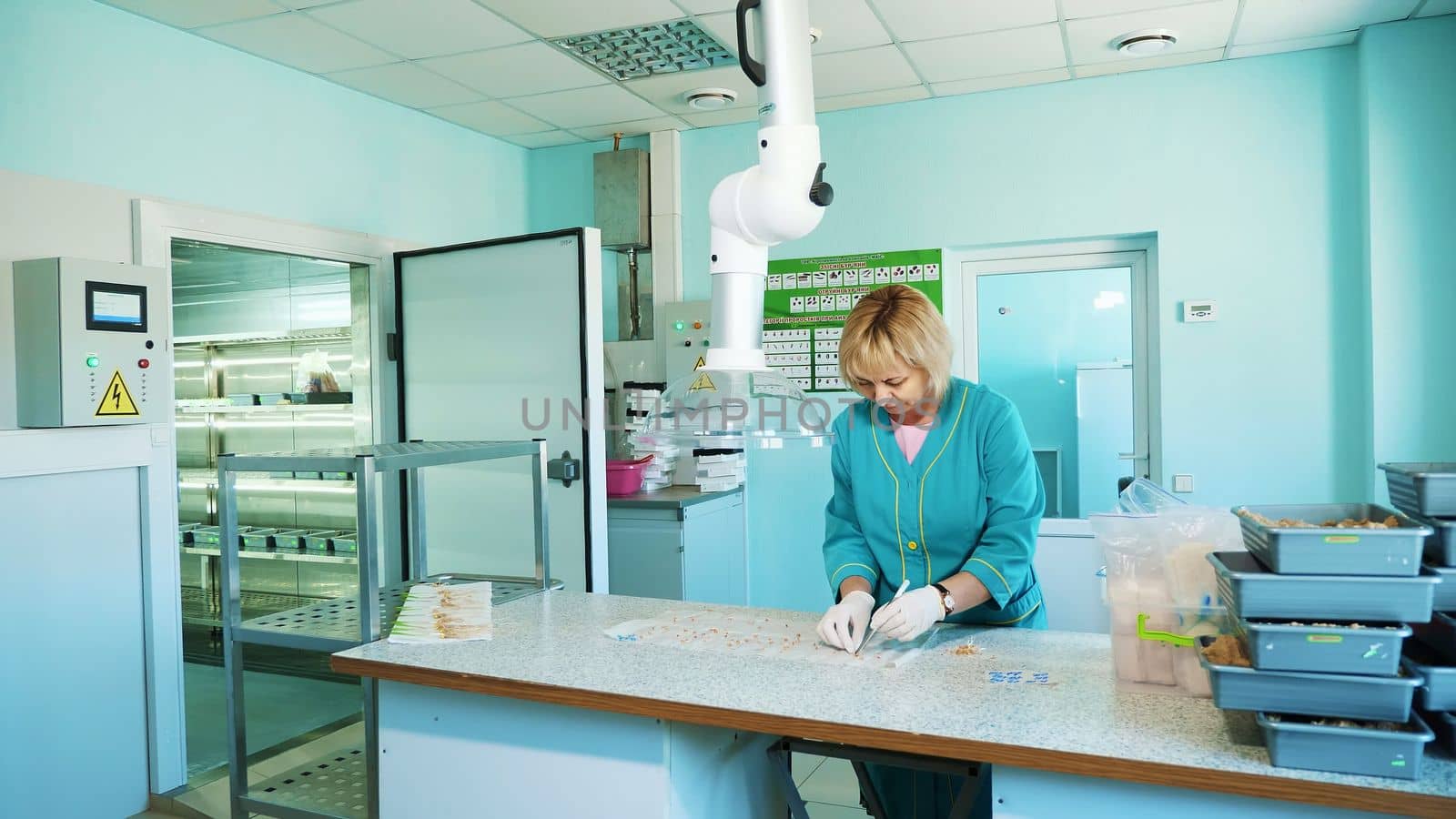 lab worker studying, examines sprouted, rooted corn seeds, in laboratory. Science laboratory research, biotechnology, GMO concept. germination of seeds of various grains, crops. High quality photo