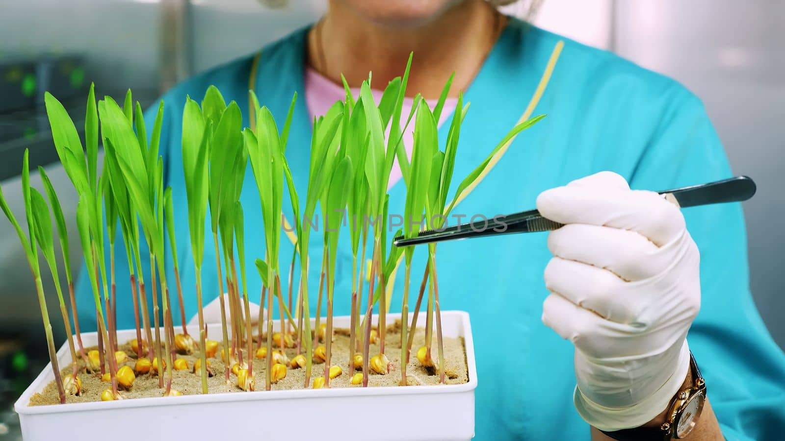 close up, gloved hands of lab worker reviews growing young green sprouts in soil, in small box, in laboratory. Science laboratory research, biotechnology, GMO concept. High quality photo
