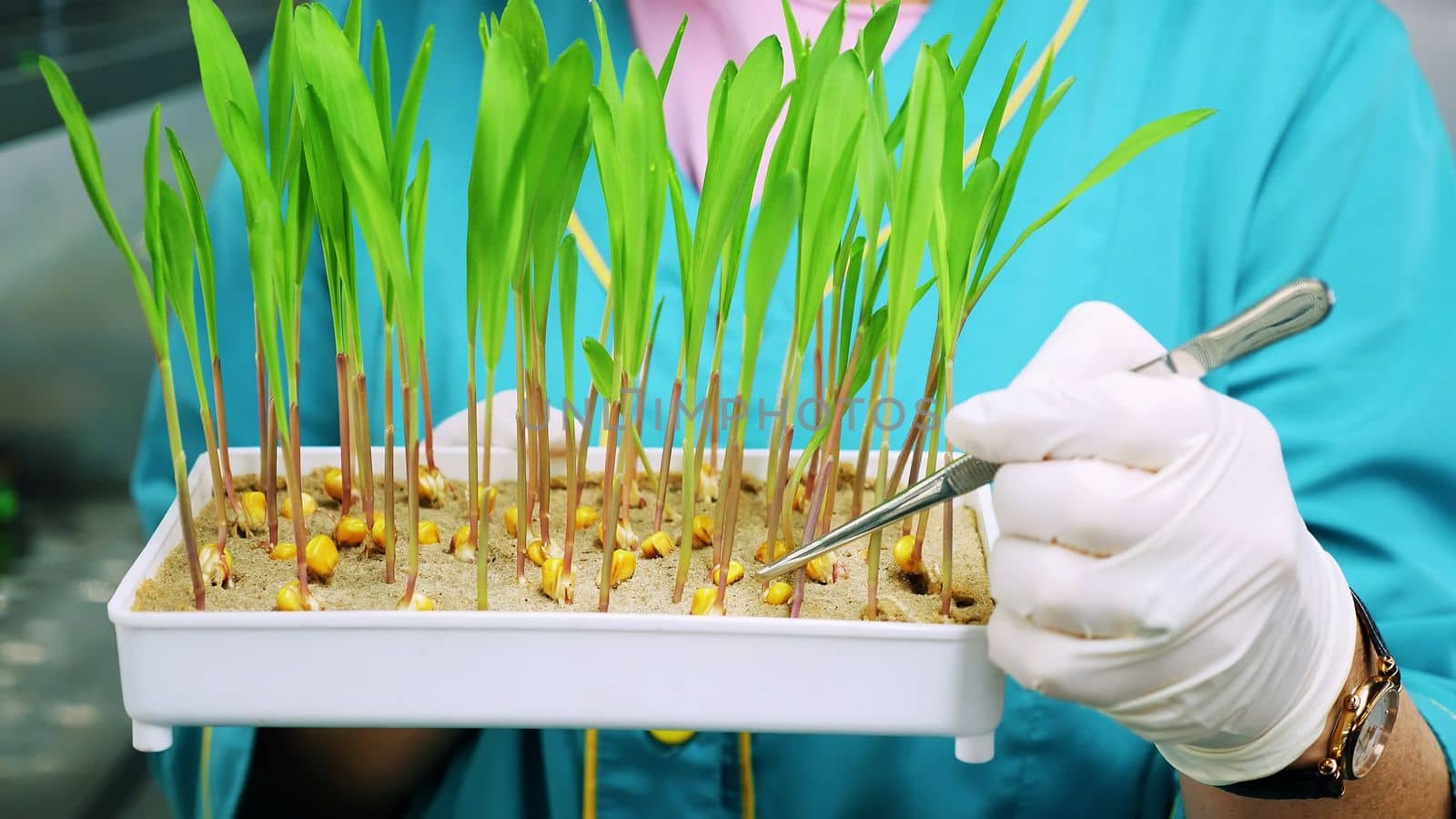 close up, gloved hands of lab worker reviews growing young green sprouts in soil, in small box, in laboratory. Science laboratory research, biotechnology, GMO concept. High quality photo