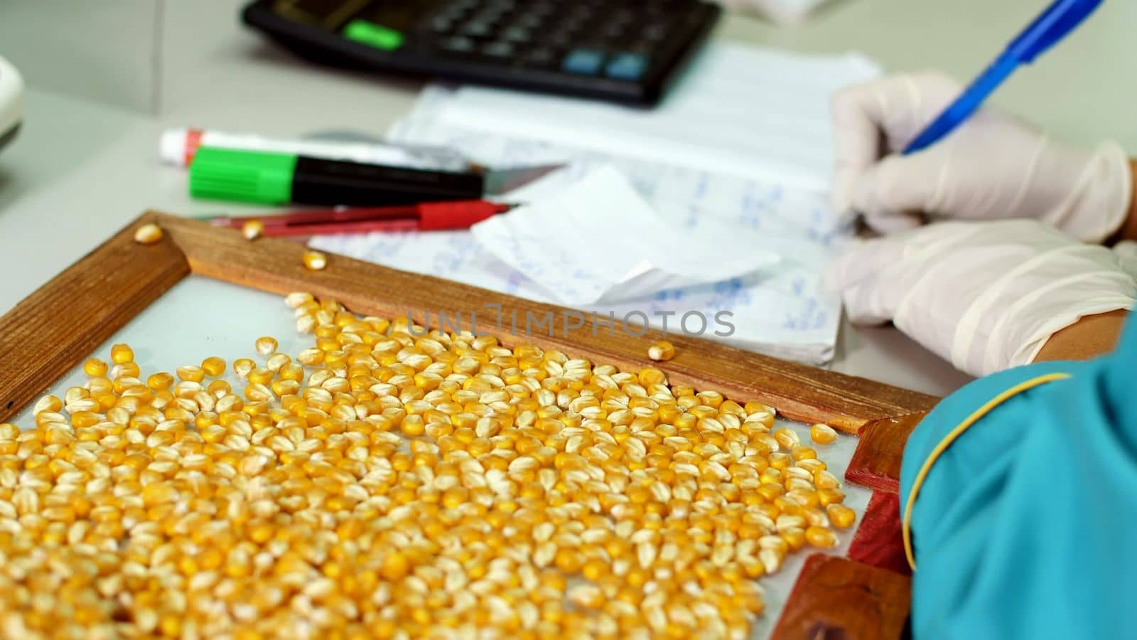 Laboratory research of corn seeds. samples of different species, varieties of selection corn. laboratory for the analysis and diagnosis of grain from the field. the cultivation of corn. High quality photo