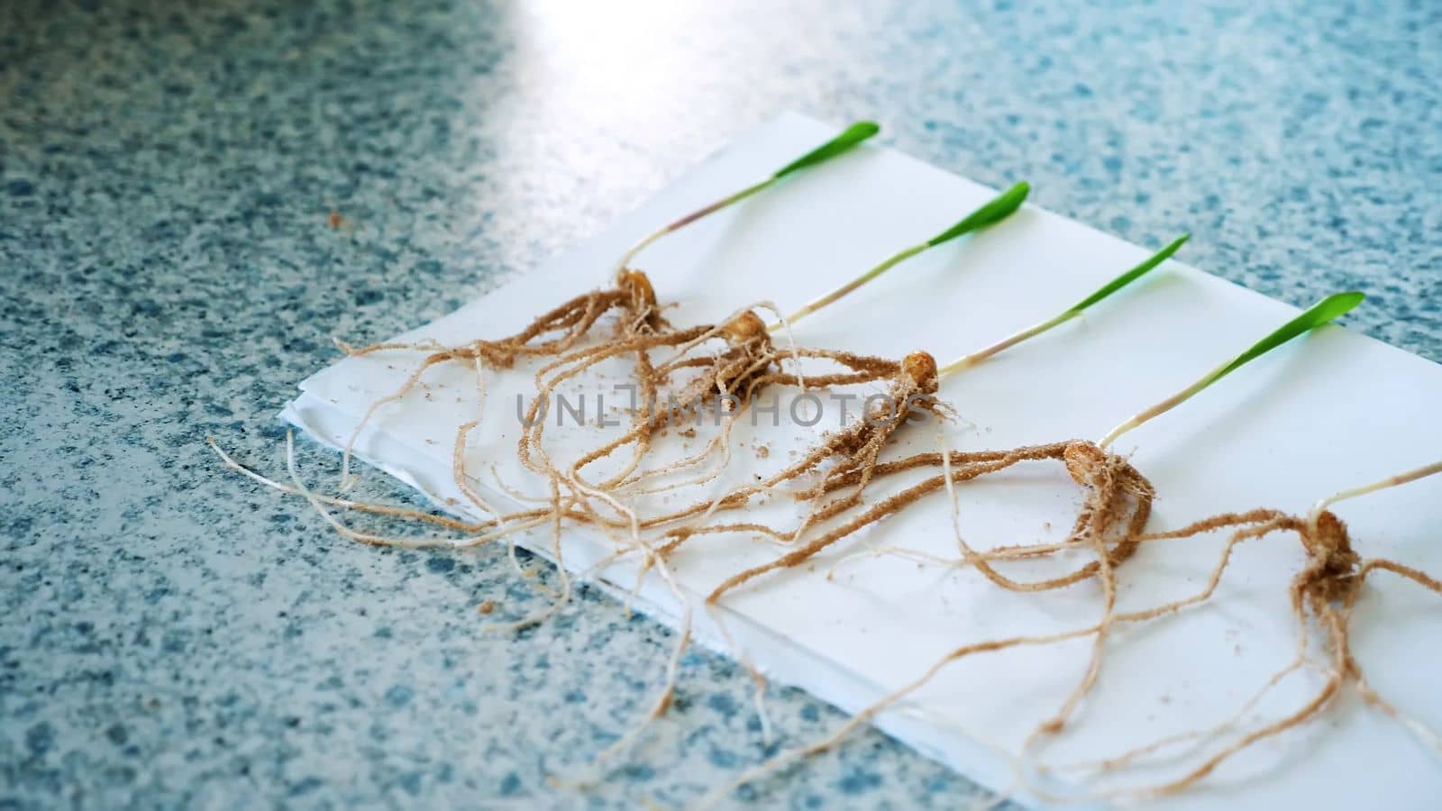 close-up, young green shoots with root systems, research in the laboratory of plant genetics . Science laboratory research and development concept. biotechnology and GMO concept. High quality photo