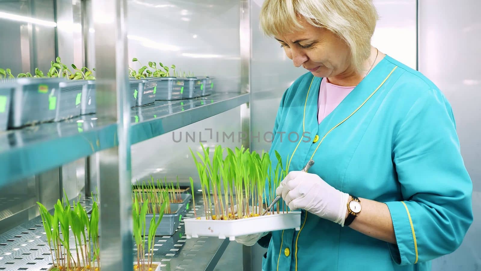 lab worker reviews growing young green sprouts in soil, in small boxes, on shelves of special chamber, in laboratory. Science laboratory research, biotechnology, GMO concept. High quality photo