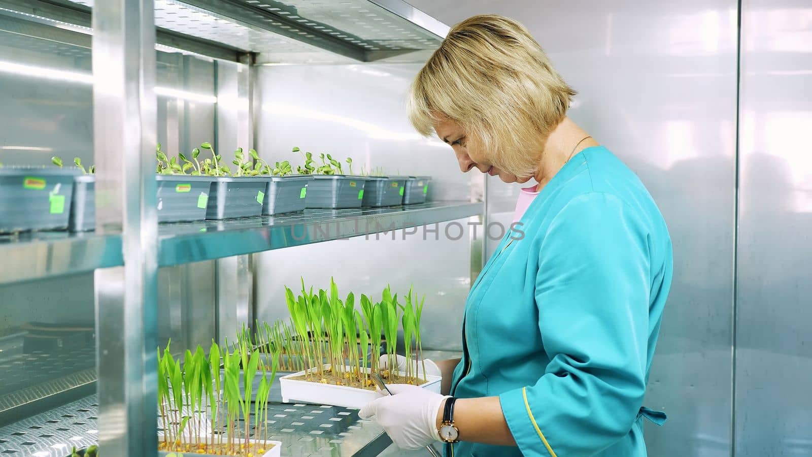 lab worker reviews growing young green sprouts in soil, in small boxes, on shelves of special chamber, in laboratory. Science laboratory research, biotechnology, GMO concept. High quality photo