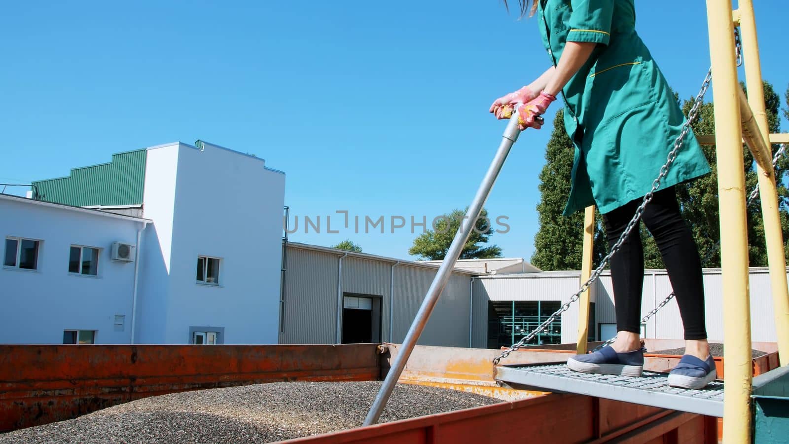 woman, employee of agricultural enterprise, takes samples of grain and sunflower seeds from tube for analysis in lab. High quality photo