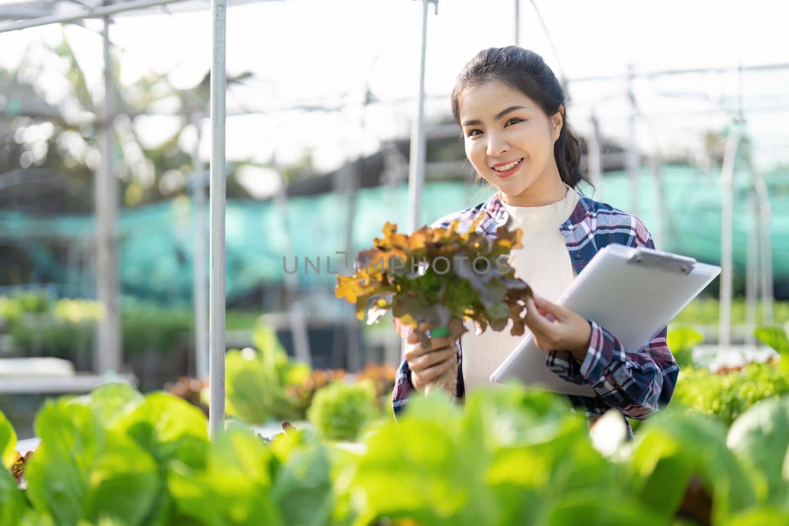 Asian female farmer record data in his farm, trying to collect and inspect the vegetables.