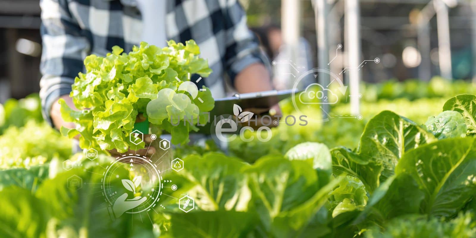 Young Asian farmer farmer record data in his farm, trying to collect and inspect the vegetables by nateemee