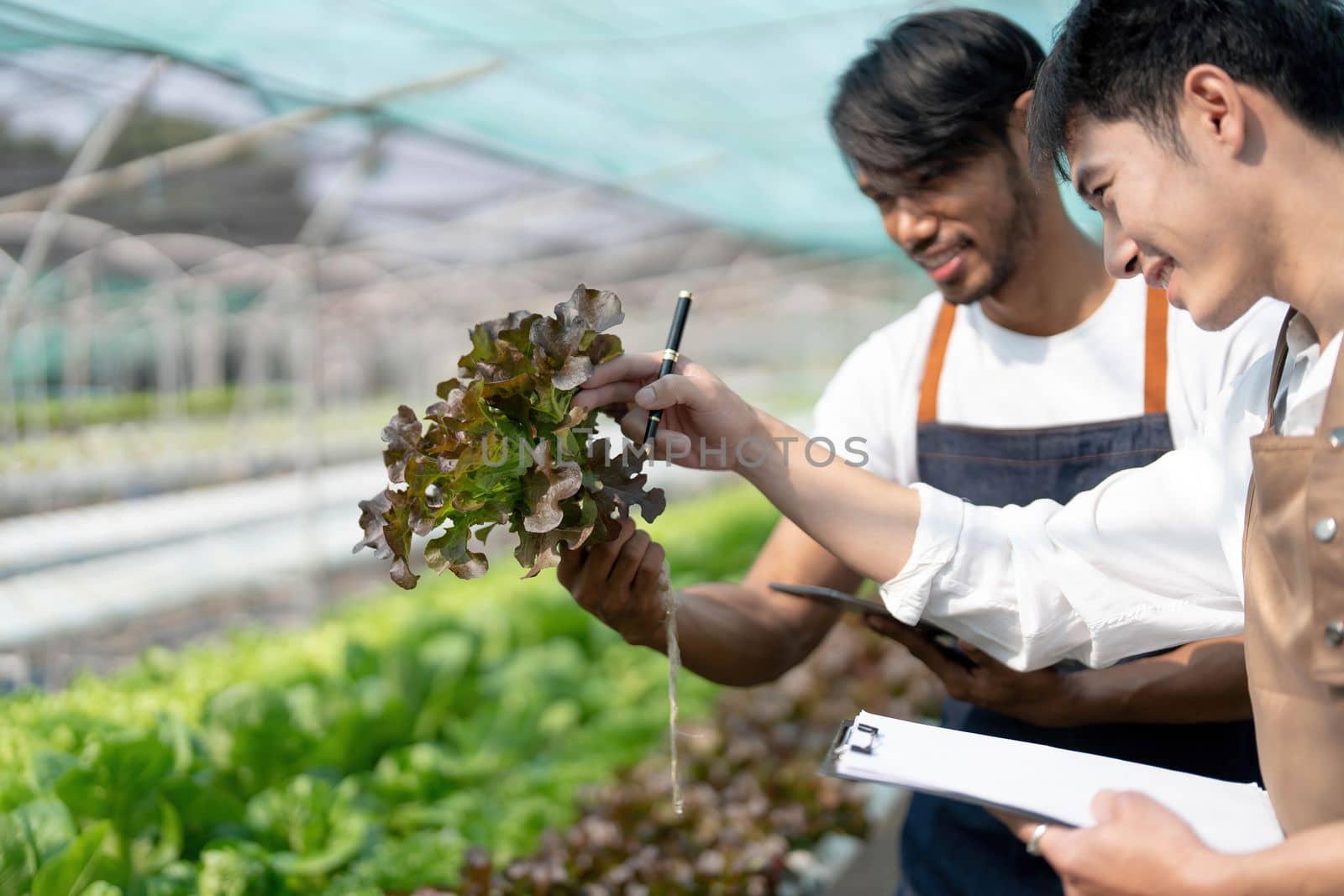 Attractive agriculturists harvesting green oak and lettuce together at green house farm. Asian farmers work in vegetables hydroponic farm with happiness.. by wichayada