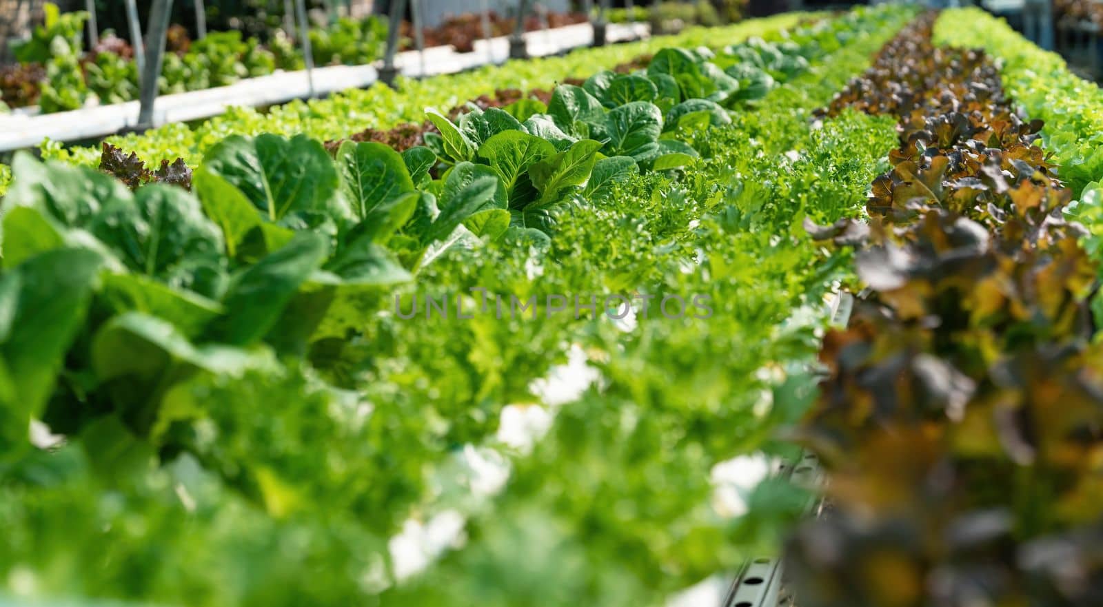 Growing green lettuce or organic salad vegetable With hydroponic systems in the greenhouse by controlling water and fertilizer using a small pipe Without soil for planting, digital smart farm by wichayada