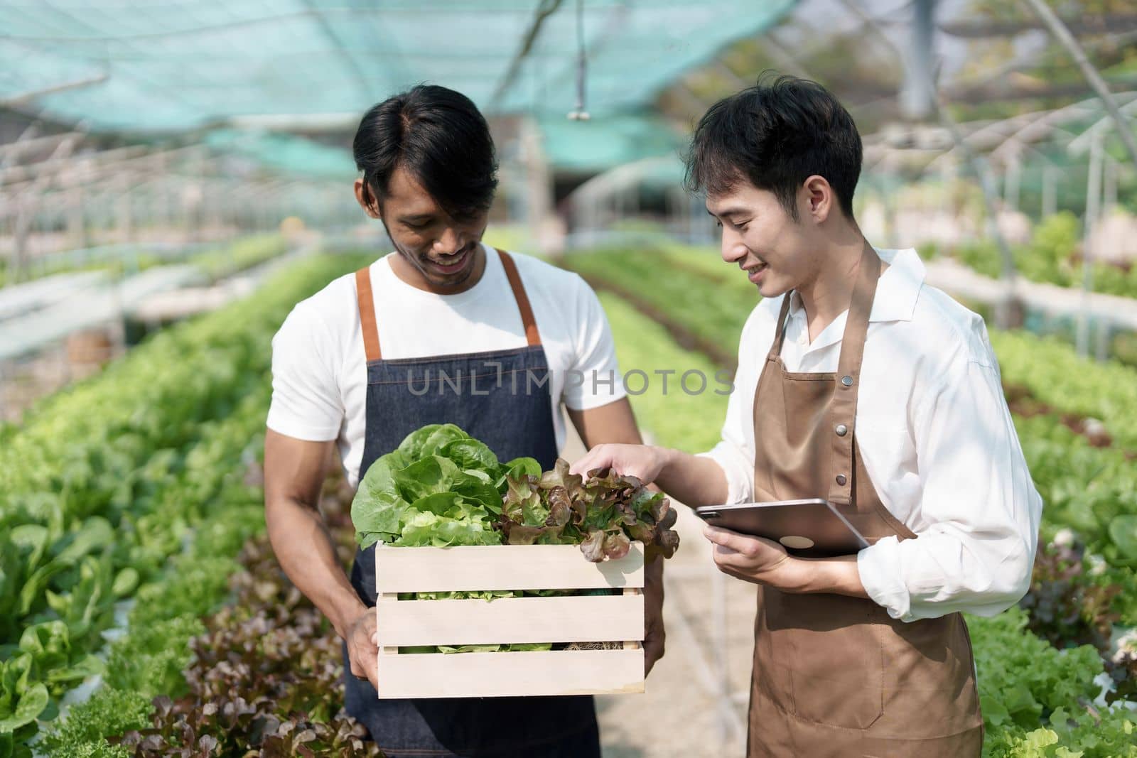 Attractive agriculturists harvesting green oak and lettuce together at green house farm. Asian farmers work in vegetables hydroponic farm with happiness.. by wichayada