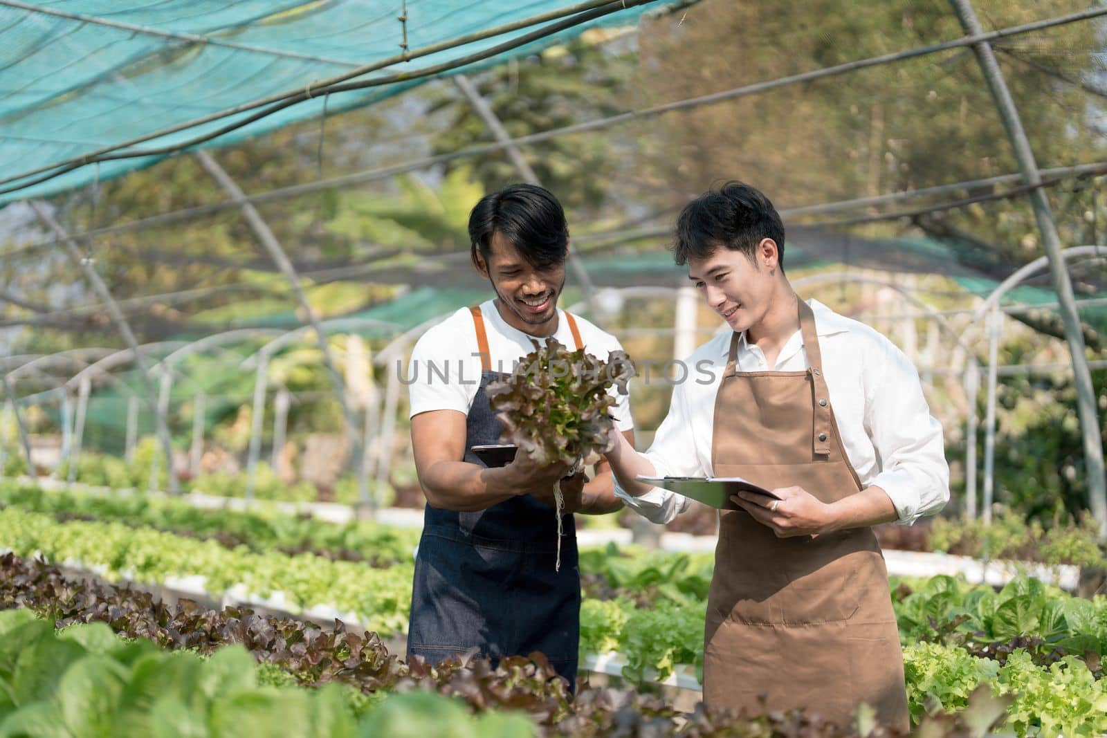 Attractive agriculturists harvesting green oak and lettuce together at green house farm. Asian farmers work in vegetables hydroponic farm with happiness.. by wichayada