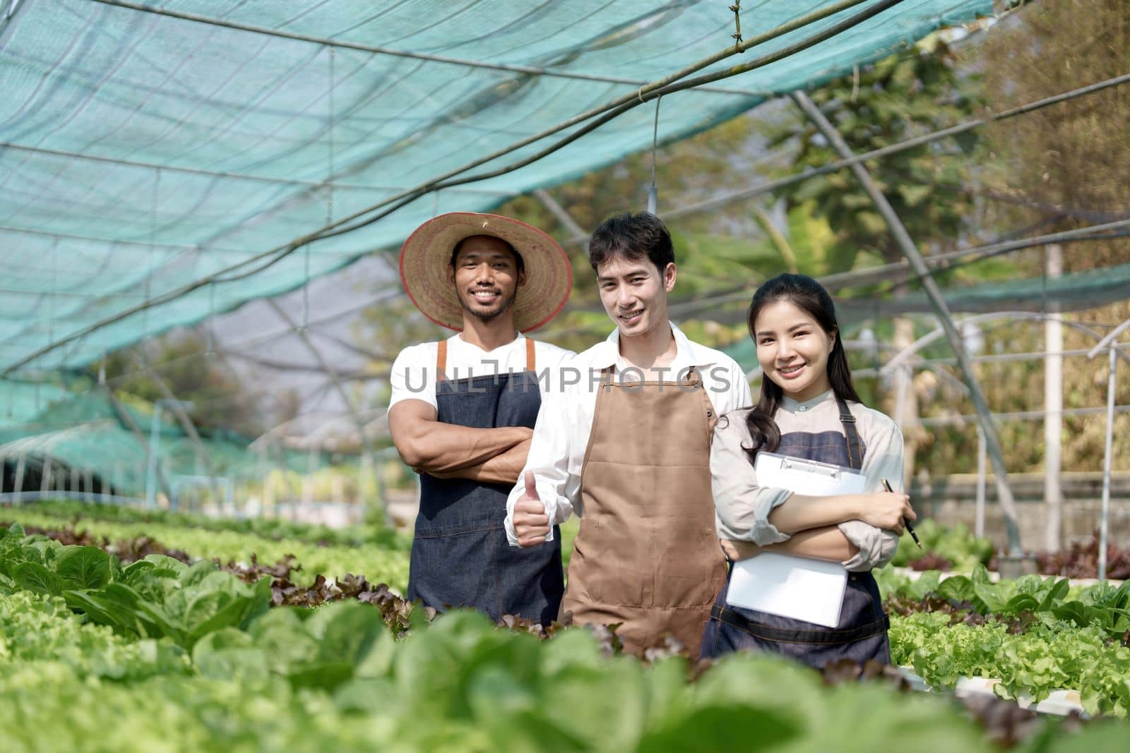 Attractive agriculturists harvesting green oak and lettuce together at green house farm. Asian farmers work in vegetables hydroponic farm with happiness.