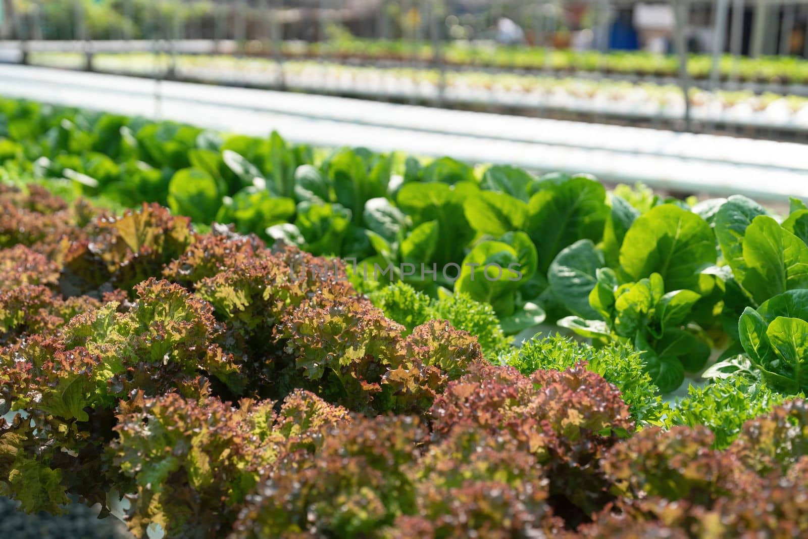 Growing green lettuce or organic salad vegetable With hydroponic systems in the greenhouse by controlling water and fertilizer using a small pipe Without soil for planting, digital smart farm by wichayada