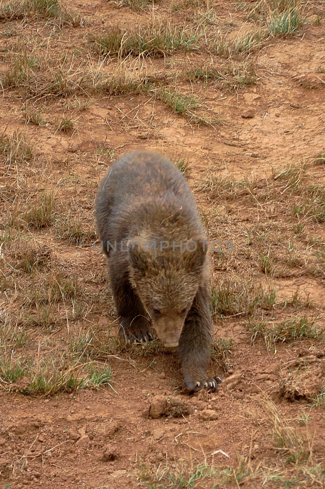 Brown bear cub eating grass in the mountains. bear cub, camnio, land, lonely, games, behaviour