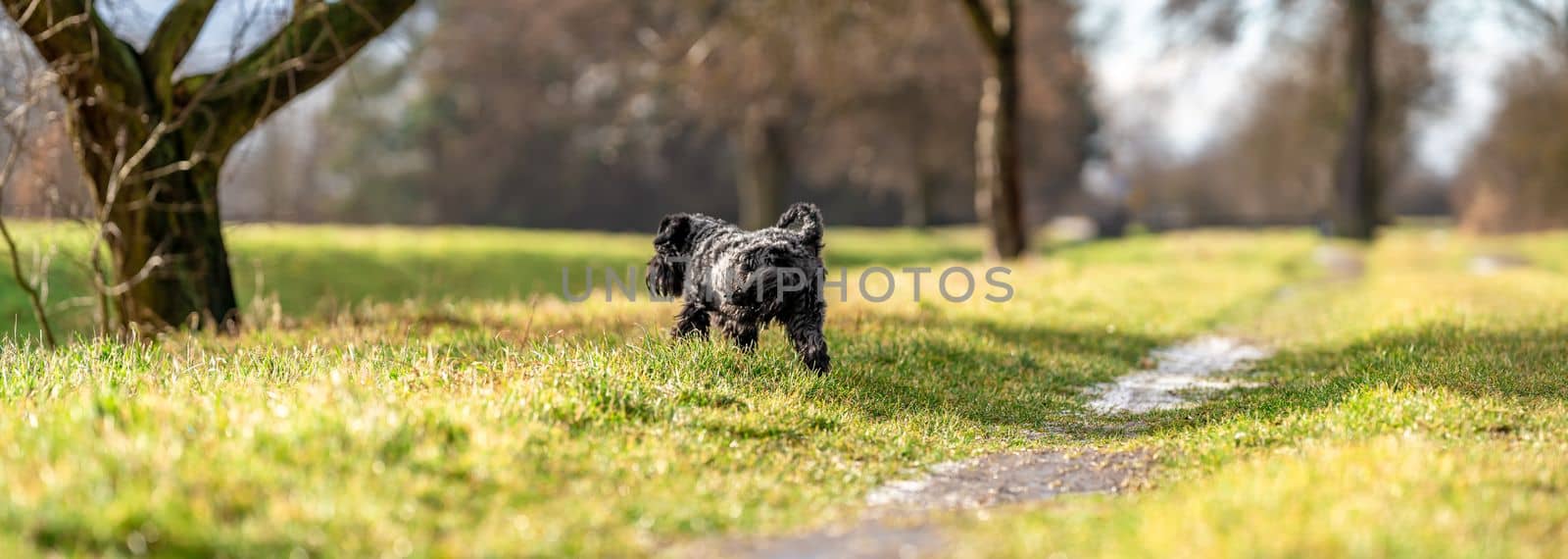 a peeing dog on a green meadow, banner with copy space by Edophoto