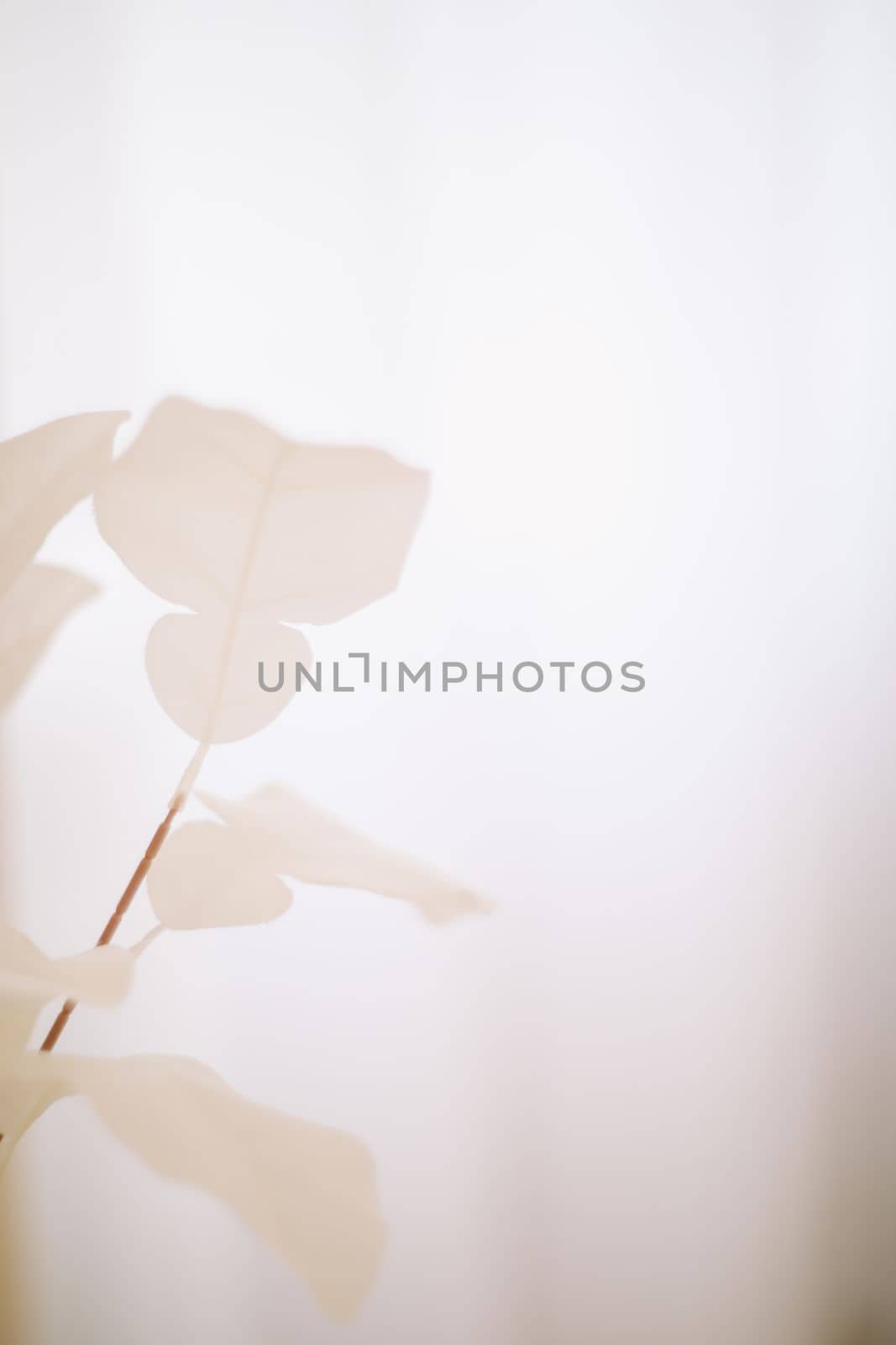 White flowers background. Macro of white petals texture. Soft dreamy image.