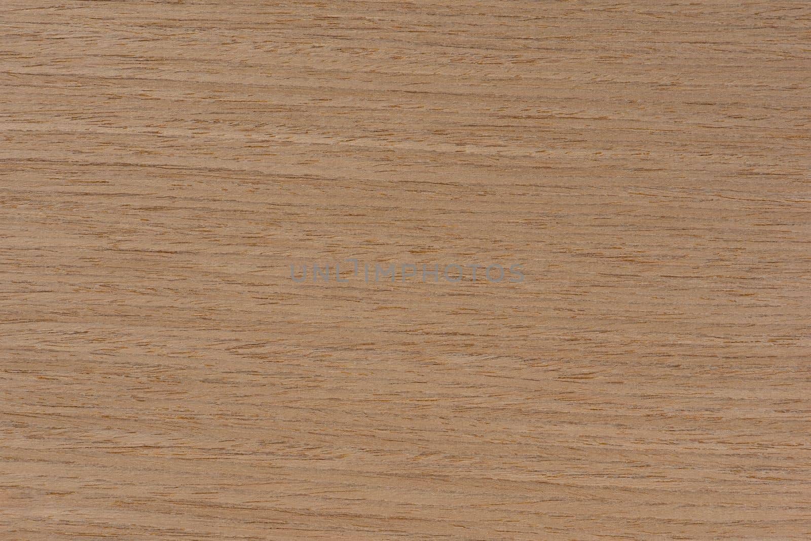 Natural oak texture. Wood texture. Oak board for furniture production. Untreated plank of young oak with fine texture in light color.