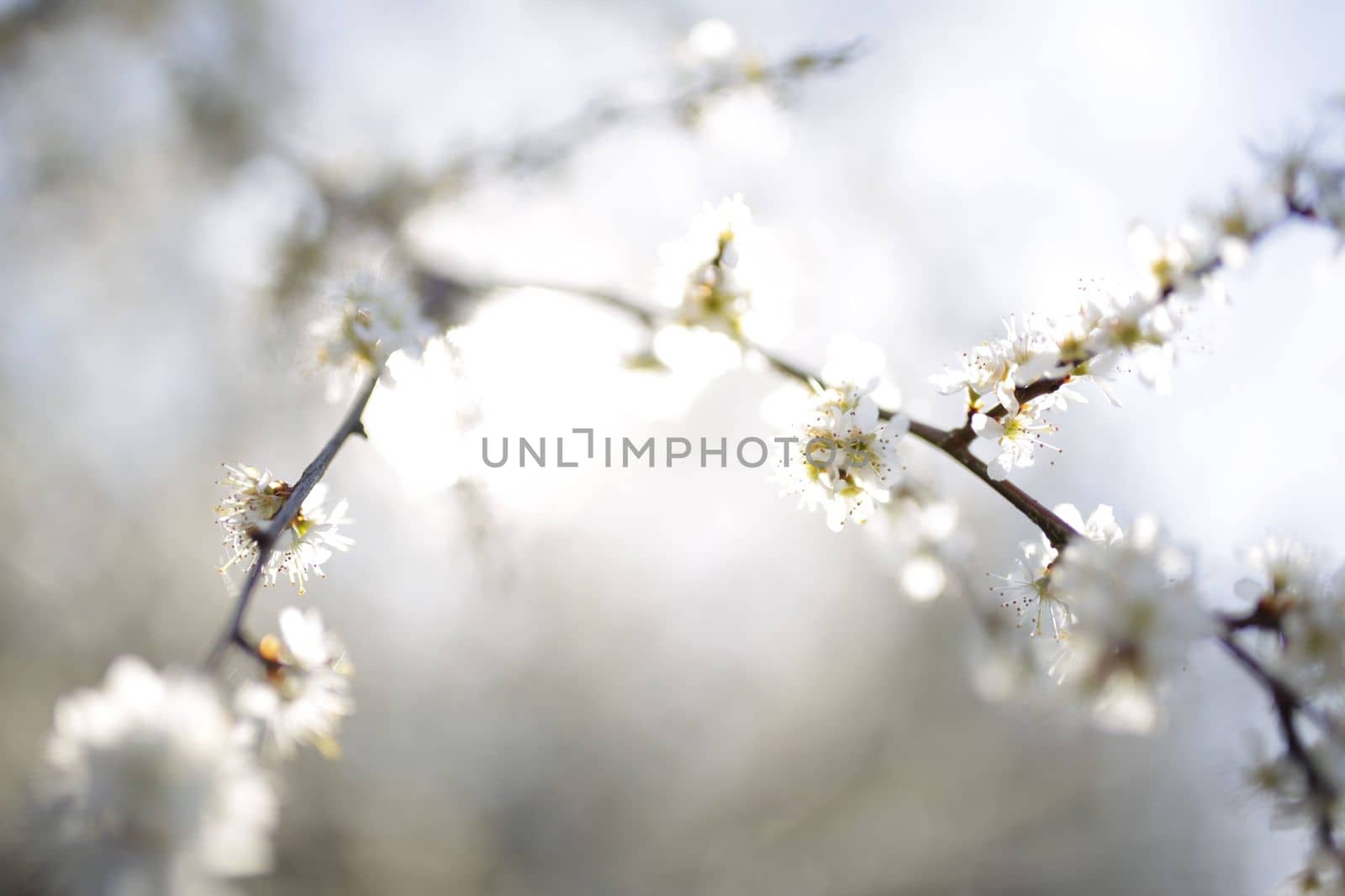 Beautiful cherry tree blossoming on spring. Beauty in nature. Tender cherry branches on sunny spring day outdoors. Blooming white tree. white flowering spring bush in the sunshine by Costin