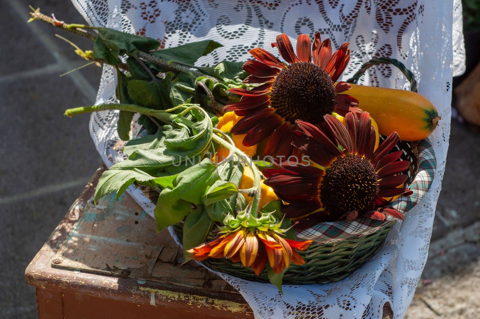 basket on a chair with ripe yellow pumpkin and brown unique sunflowers, vegetables harvest in the sun. High quality photo